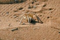 Close-up of white lady spider, desert, southern Namibia, Africa Royalty Free Stock Photo