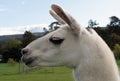 Close up of a white lama on a farm in Switzerland Royalty Free Stock Photo