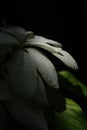 Close up of large white flower illumintaed againts dark background