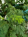 Close up of white leadtree plant Royalty Free Stock Photo