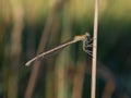 Close-up of white-legged or blue featherleg damselfly female