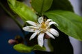 Close up of a white lemon blossom, also called Citrus x limon Royalty Free Stock Photo