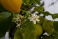Close up of a white lemon blossom, also called Citrus x limon Royalty Free Stock Photo