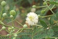 White leucaena glauca flower in nature garden Royalty Free Stock Photo