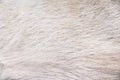 White light brown dog fur texture or animal hair line backdrop Royalty Free Stock Photo