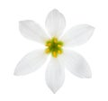 Close-up of white lily autumn zephyrlily isolated on a white background. Zephyranthes candida