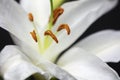 Close up of a white Lily Royalty Free Stock Photo