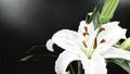 White lily flower blooming on black background
