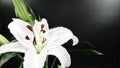 White lily flower blooming on black background