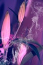 Close up of white lily flowers and smoke - sadness, lost love or mourning concept Royalty Free Stock Photo