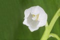 Close up of white lily of the valley flower Royalty Free Stock Photo