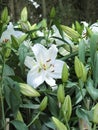 Close up of white Lily & x28; Lilium & x29; Royalty Free Stock Photo