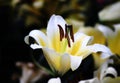 white lily Yellow inside, brown stamens Royalty Free Stock Photo