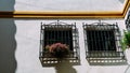 Close up of white limestone building window frame with colourful flowers in Cordoba, Spain