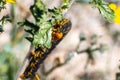 Close up of White-lined Sphinx moth Hyles lineata caterpillar, Anza Borrego Desert State Park, San Diego county, California Royalty Free Stock Photo