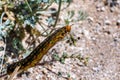 Close up of White-lined Sphinx moth Hyles lineata caterpillar, Anza Borrego Desert State Park, San Diego county, California Royalty Free Stock Photo