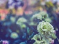 Close up white Lisianthus flowers in bloom nature scene Royalty Free Stock Photo