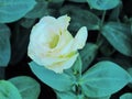 Close up white Lisianthus flowers blooming amid green leaves Royalty Free Stock Photo