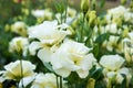 Close up white Lisianthus Flowers in the Garden Royalty Free Stock Photo