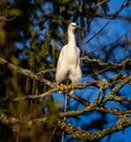 Close up of white Little Egret hunched down going to toilet on branch