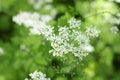 ÃÂ¡lose-up Close-up white little flowers Royalty Free Stock Photo