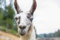 Close up of a white llama Royalty Free Stock Photo