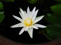 White lotus blooming yellow stamens dark blurred background Royalty Free Stock Photo