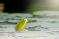 Close up of white lotus flower bud. With light fair Royalty Free Stock Photo