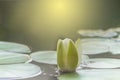 Close Up Of White Lotus Flower Bud. With Light Fair