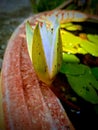 Close up, White lotus flowers bloom green leaves in the pond blurred background, summer outdoor day light, water lily photo Royalty Free Stock Photo