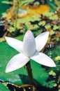 Close up white lotus or water lily flower blooming against with morning sun light in pond with green leaves. Royalty Free Stock Photo