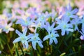 Lucile`s glory-of-the-snow Scilla luciliae