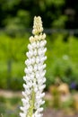 White lupin Royalty Free Stock Photo