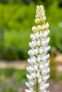 White lupin Royalty Free Stock Photo