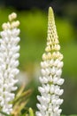White lupin flower Royalty Free Stock Photo