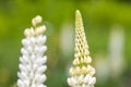 White lupin flower Royalty Free Stock Photo