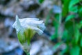 Close up White Macro in grass with black background Royalty Free Stock Photo