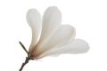 White magnolia blossom isolated on white Royalty Free Stock Photo