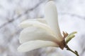White magnolia blossoming at spring