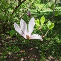 Magnolia white Flower, among the green leaves of its tree - in the dendrological park Macea Arad, Arad county, Romania Royalty Free Stock Photo