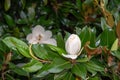 Close-Up Of White Magnolia Flower, among the green leaves of its tree Royalty Free Stock Photo