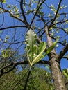 White Magnolia Flower, among the green leaves of its tree - in the dendrological park Macea Arad, Arad county, Romania Royalty Free Stock Photo