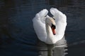 Close-up of a white majestic mute swan. The swan swims towards the viewer. The bird is reflected in the water. The wings are Royalty Free Stock Photo