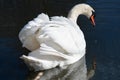 Close-up of a white majestic mute swan. The swan swims away from the viewer. It is reflected in the water. The wings are slightly Royalty Free Stock Photo