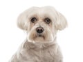Close-up of a white Maltese, 10 years old, isolated