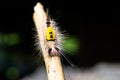 Close up of White-marked Tussock Moth Caterpillar,selective focus Royalty Free Stock Photo