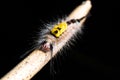 Close up of White-marked Tussock Moth Caterpillar,selective focus Royalty Free Stock Photo