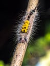 Close up of White-marked Tussock Moth Caterpillar,selective focus Royalty Free Stock Photo