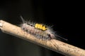 Close up of White-marked Tussock Moth Caterpillar,selective focus Royalty Free Stock Photo
