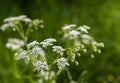 Close up of white meadow flowers.Cow Parsley  blooming in the field in summer. Royalty Free Stock Photo